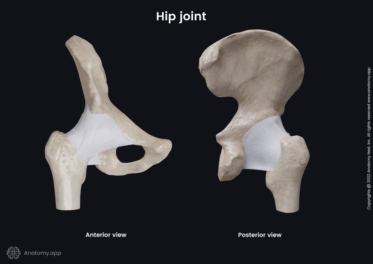 Hip joint, Anterior view, Posterior view, Joint capsule, Ligaments, Femur, Hip bone