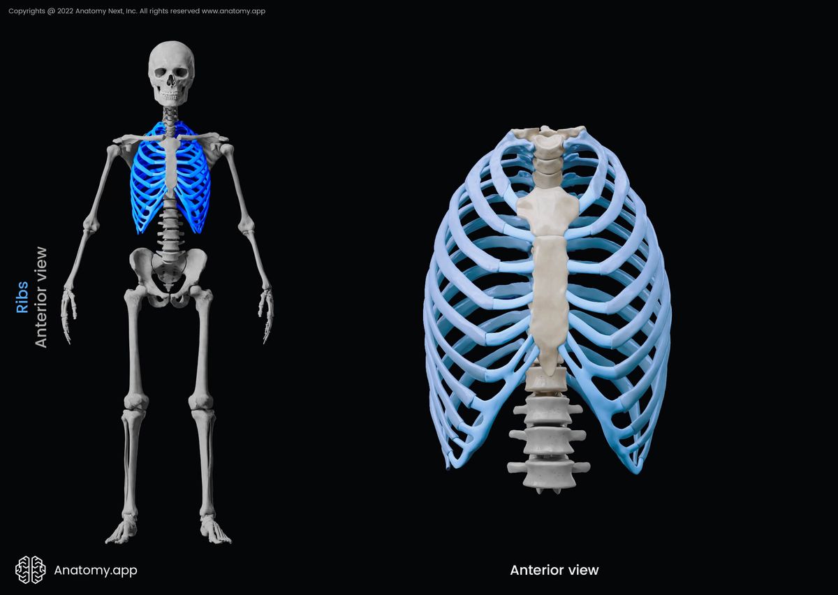 Ribs, Thoracic cage, Rib cage, Sternum, Thoracic vertebrae, Human skeleton, Human body, Anterior view of human, Ribs colored blue