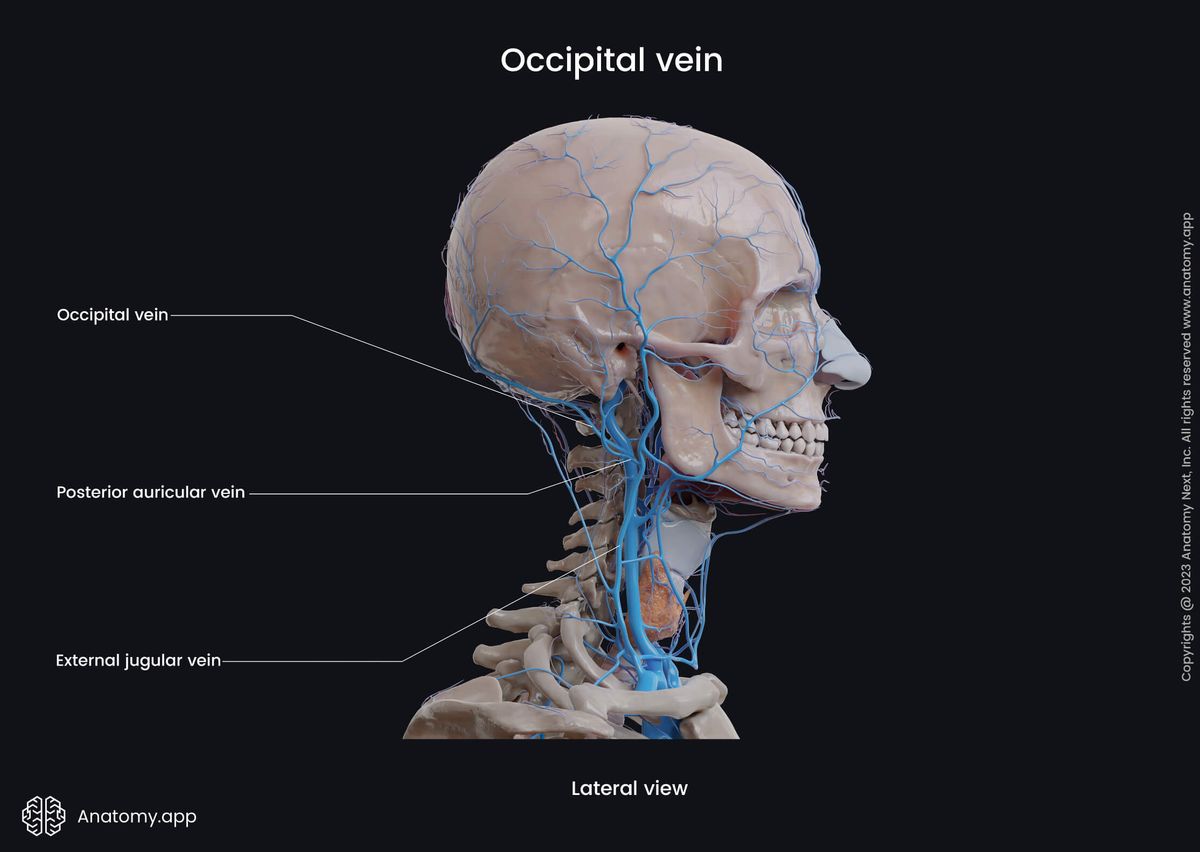 Head and neck veins, Extracranial veins, Occipital vein, Tributaries, Lateral view