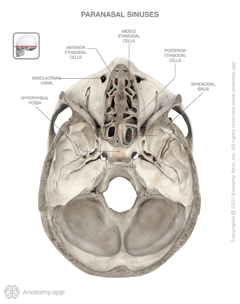 Skull with superior part removed, paranasal sinuses (anterior, middle, posterior ethmoidal air cells), superior view