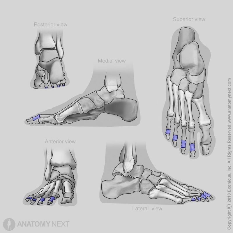 Middle phalanges, Bones of foot, Human foot, Skeleton of lower limb