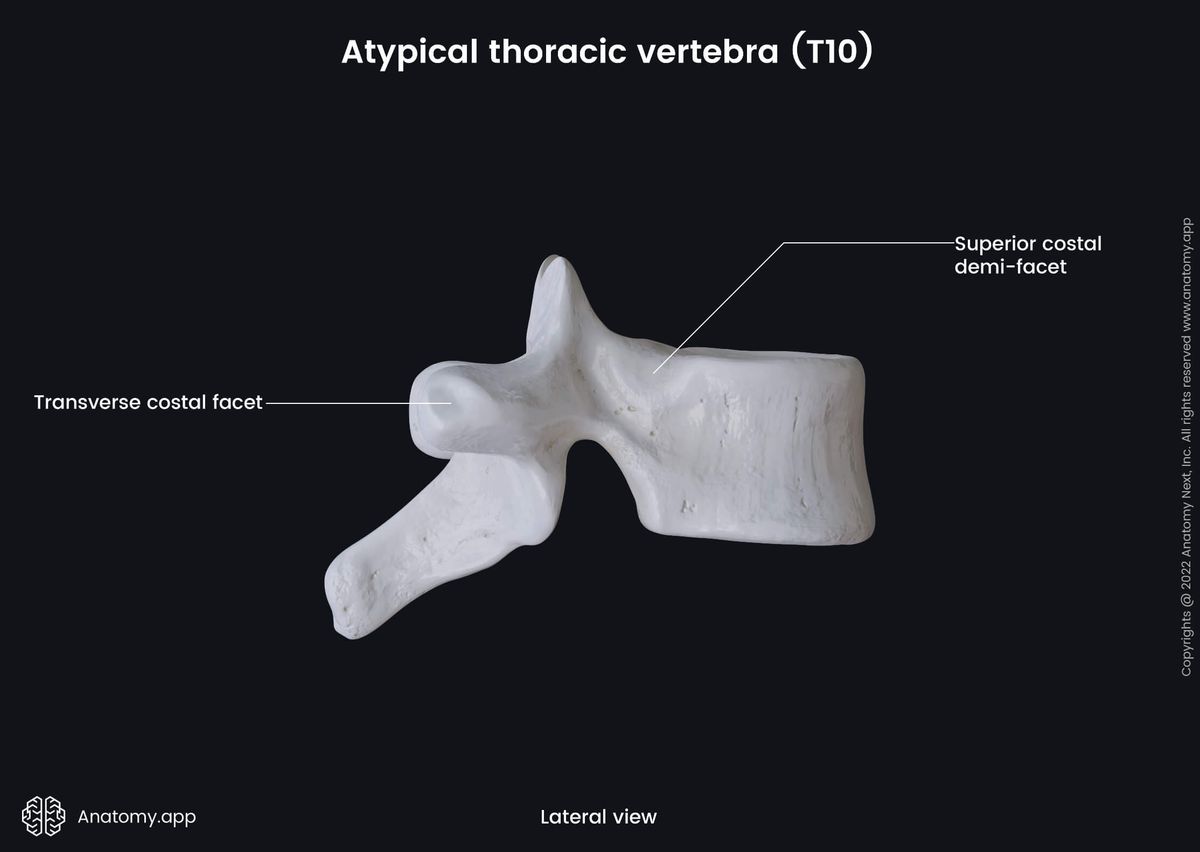 Spine, Thoracic vertebra, Atypical thoracic vertebra, Tenth thoracic vertebra, T10, Landmarks, Costal facets, Lateral view
