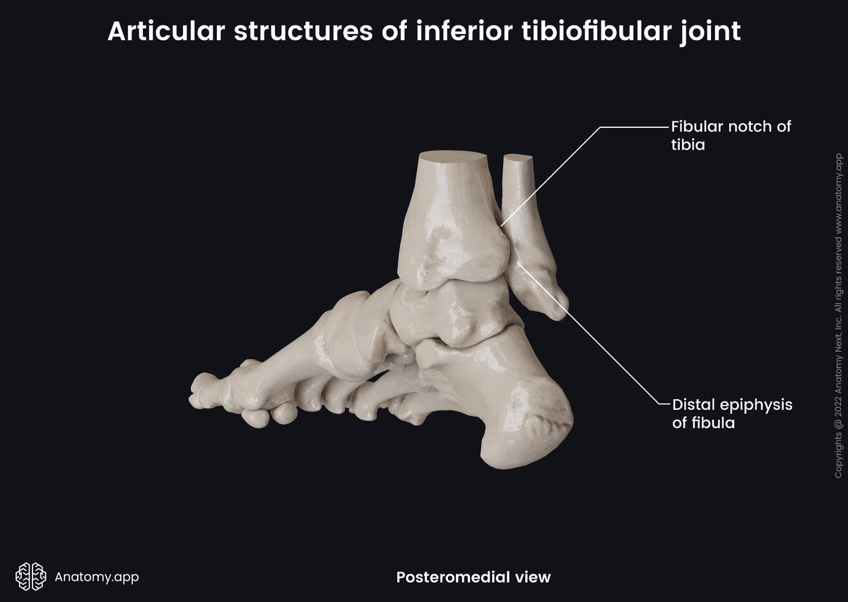 Inferior tibiofibular joint, Distal tibiofibular joint, Distal tibiofibular syndesmosis, Inferior tibiofibular syndesmosis, Articular structures, Human foot, Bones of foot, Fibula, Tibia, Posteromedial view