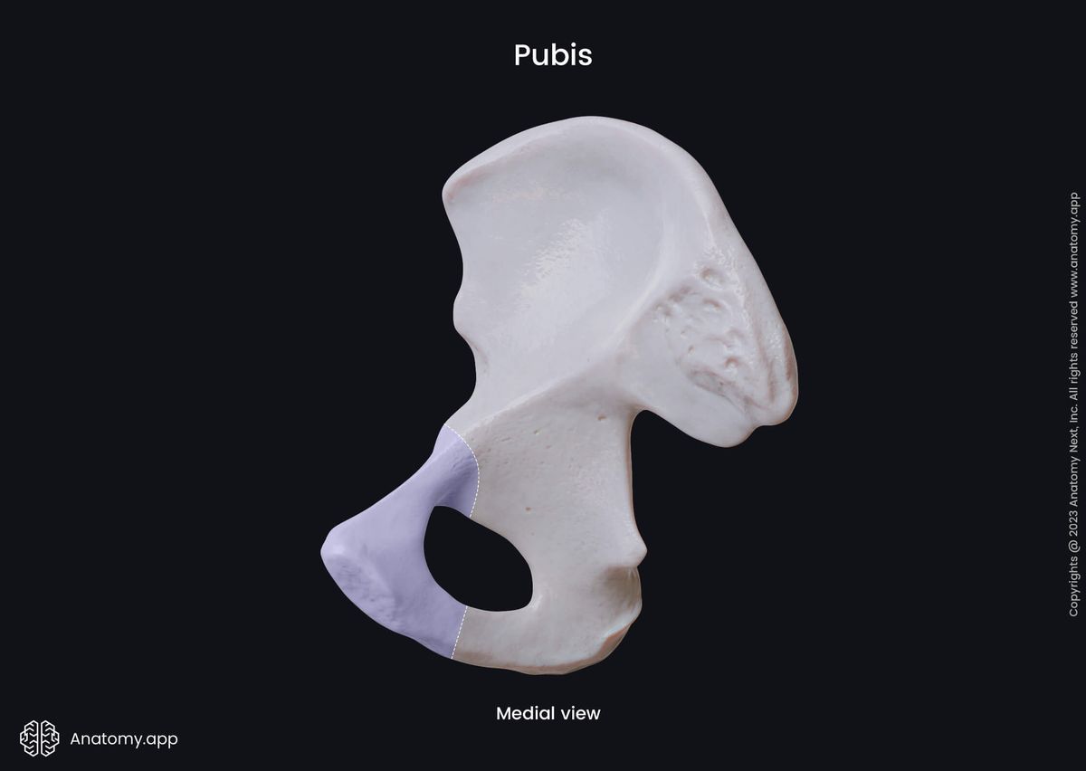 Hip bone, Pubis, Pubic bone, Pelvic girdle, Medial view