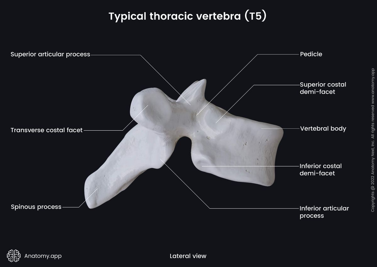 Spine, Thoracic vertebra, Typical thoracic vertebra, Fifth thoracic vertebra, T5, Landmarks, Costal facets, Lateral view