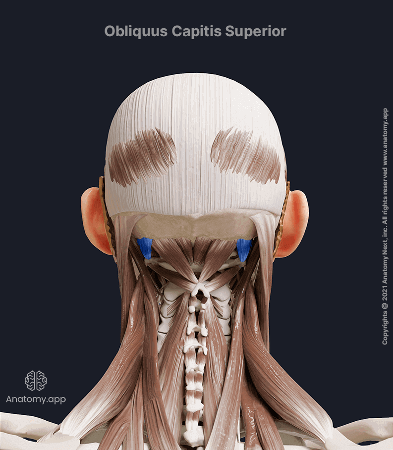 Obliquus capitis superior, Suboccipital muscles, Posterior neck muscles, Neck muscles, Head and neck muscles, Posterior view, Obliquus capitis superior muscle colored blue