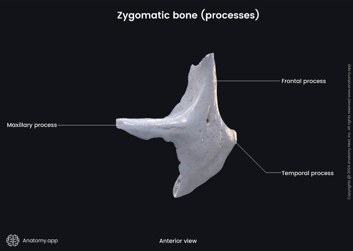 Head and neck, Skull, Viscerocranium, Facial skeleton, Zygomatic bone, Landmarks of zygomatic bone, Processes of zygomatic bone, Anterior view