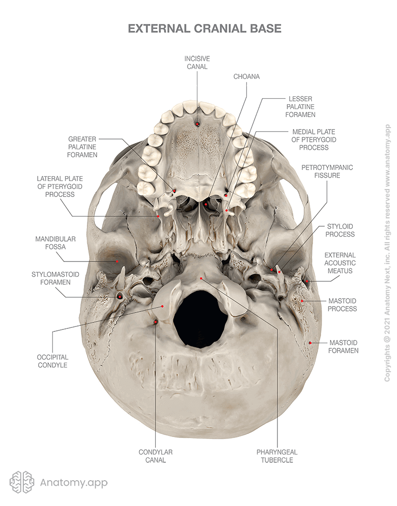 External cranial base with anatomical landmarks