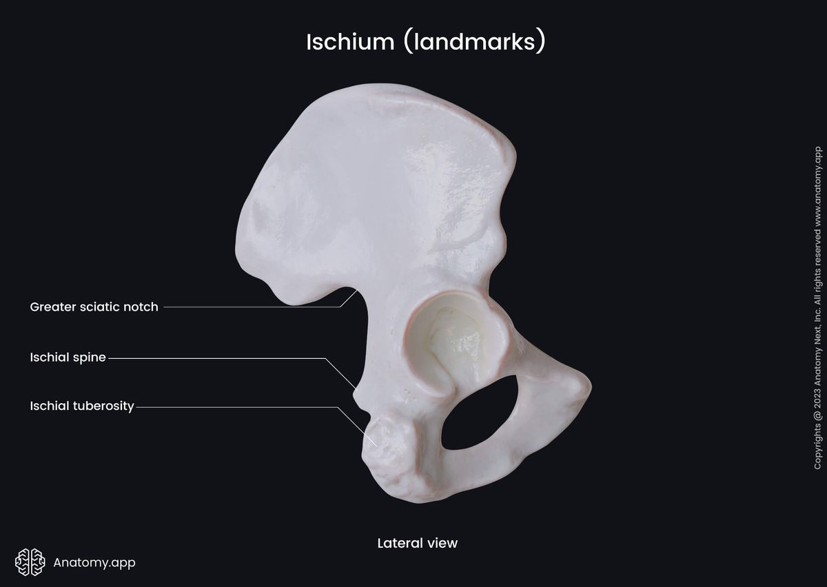 Hip bone, Pelvic girdle, Ischium, Landmarks of ischium, Lateral view, Human skeleton