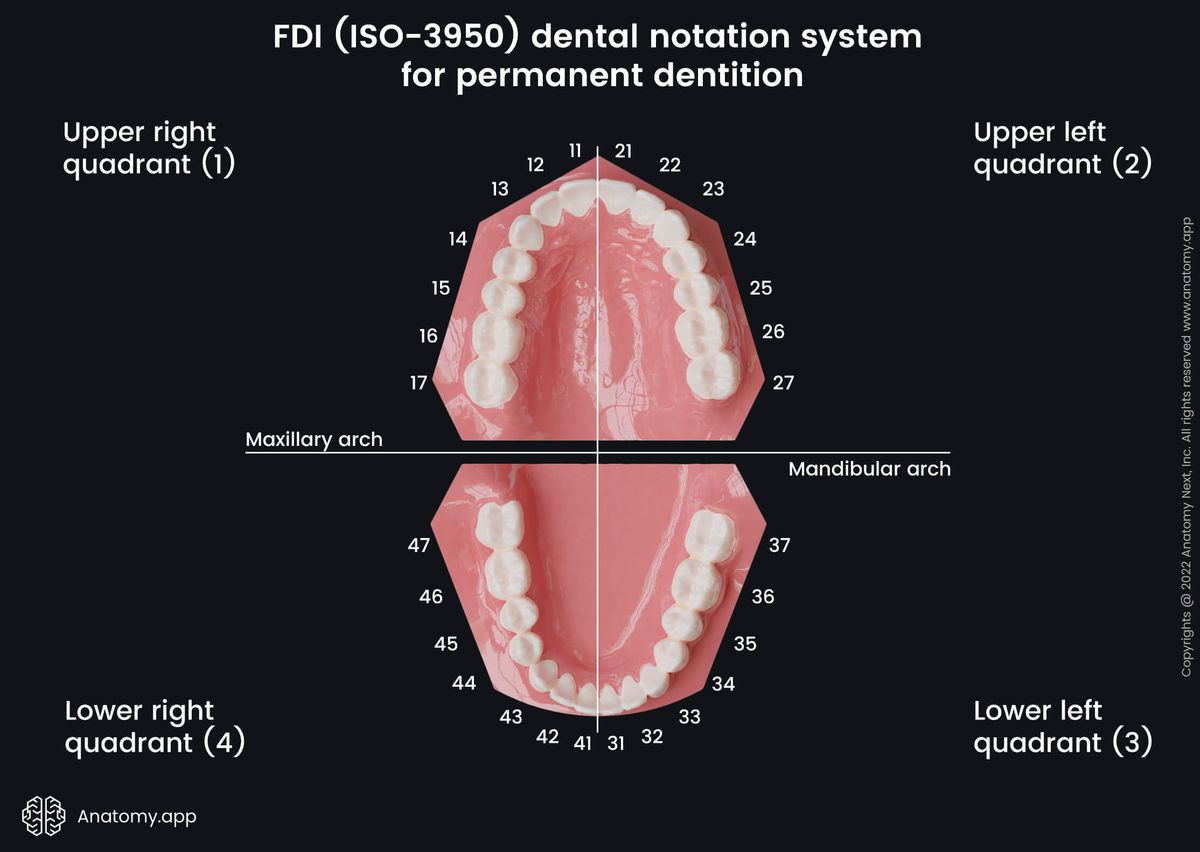 Dental notation systems, FDI system, ISO-3950 system, Teeth, Palate, Teeth numbering, Maxillary arch, Mandibular arch, Secondary teeth, Permanent teeth