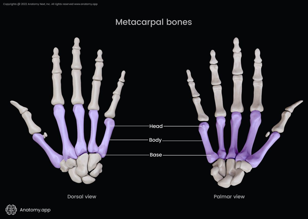 Metacarpals, Metacarpal bones, Bones of hand, Hand bones, Carpals, Phalanges, Human hand