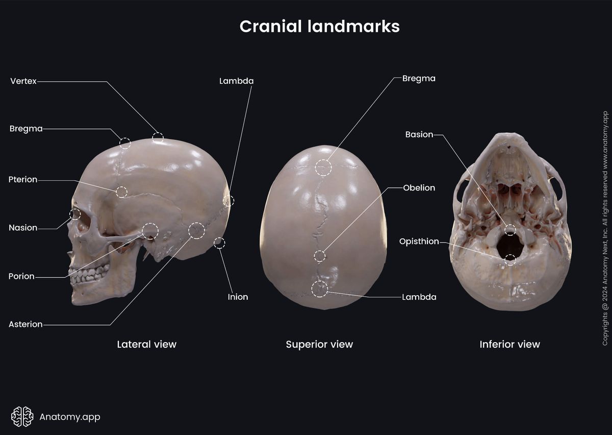 Head and neck, Skeletal system, Skull, Cranial landmarks, Skull in lateral and superior views: suture-associated cranial landmarks