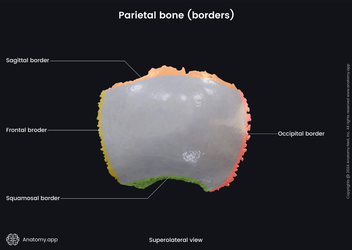 Head and neck, Skull, Cranium, Cranial bones, Neurocranium, Parietal bone, Borders, Superolateral view