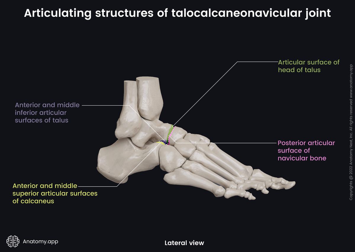 Talocalcaneonavicular joint, Tarsals, Articulating structures, Human foot, Foot skeleton, Lateral view