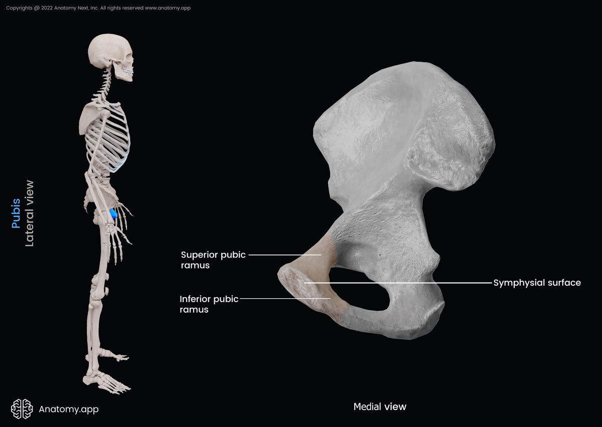 Pubis, Pubic bone, Hip bone, Pelvic girdle, Pelvic girdle bones, Human skeleton, Pelvis, Landmarks of pubis, Medial view of pubis