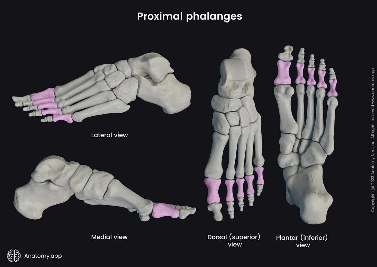 Human skeleton, Human foot, Skeleton of foot, Foot bones, Phalanges, Proximal phalanges, Phalanges of foot, Bones of foot, Skeleton of lower limb