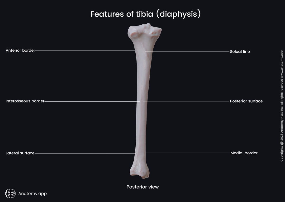 Skeleton of lower limb, Bones of lower extremity, Human skeleton, Tibia, Shinbone, Landmarks, Anatomical features of proximal diaphysis, Leg, Leg bones, Posterior view