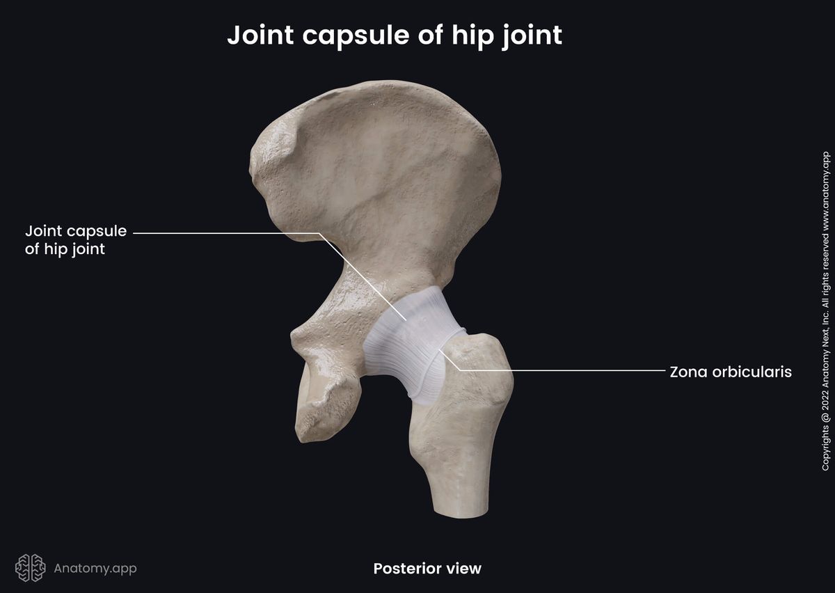 Hip joint, Posterior view, Joint capsule, Femur, Hip bone