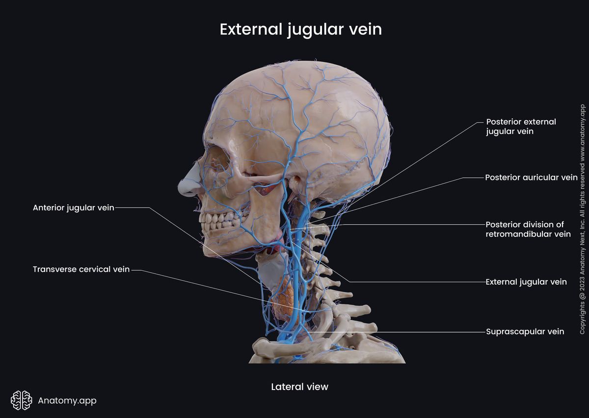 Head and neck veins, External jugular vein, Tributaries of external jugular vein, Lateral view