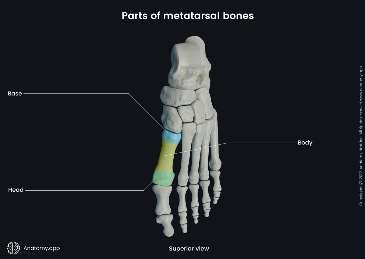 Human foot, Foot bones, Foot skeleton, Human skeleton, Metatarsal bones, Parts of metatarsals, Base, Body, Head