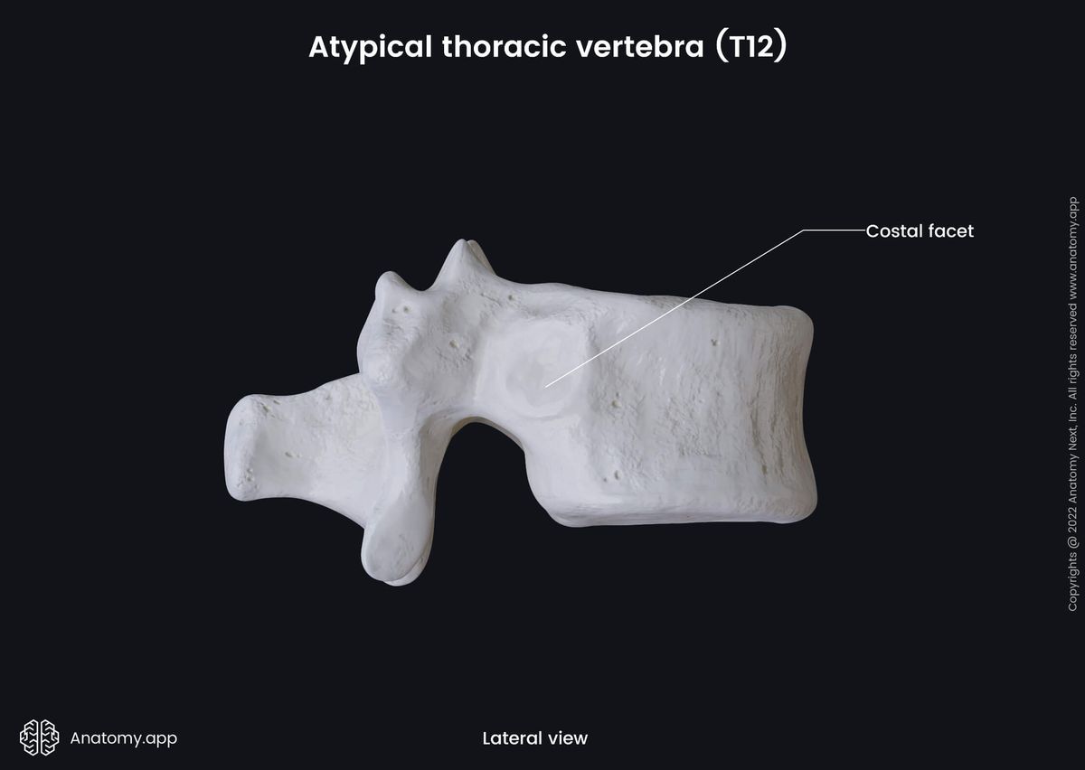 Spine, Thoracic vertebra, Atypical thoracic vertebra, Twelfth thoracic vertebra, T12, Landmarks, Costal facets, Lateral view