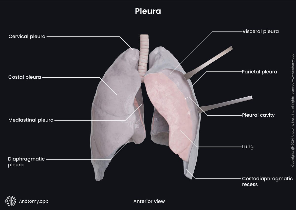 Organ systems, Respiratory system, Thorax, Lungs, Pleura, Visceral pleura, Parietal pleura, Parts of pleura, Pleural cavity, Anterior view