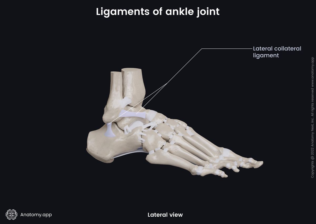 Ankle joint, Bones of leg, Tibia, Fibula, Tarsals, Talus, Ligaments, Lateral collateral ligament, Human foot, Foot skeleton, Foot bones, Lateral view