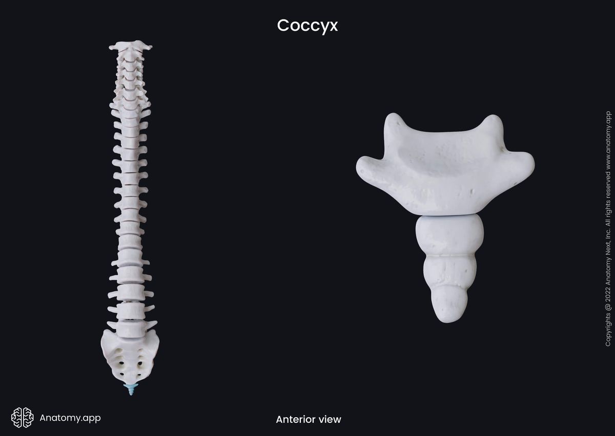 Spine, Spine parts, Coccyx, Anterior view