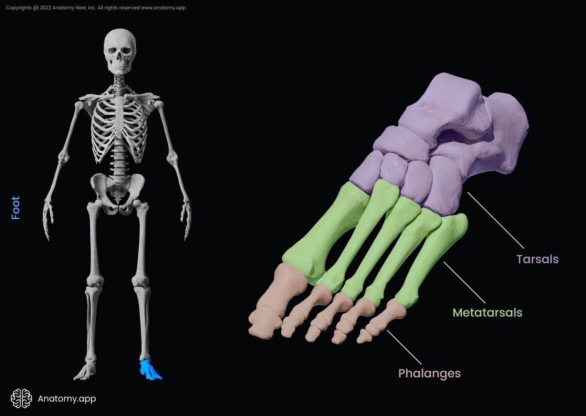 Foot, Bones of foot, Tarsals, Metatarsals, Phalanges, Dorsal view of foot, Dorsal surface of foot, Human foot, Human skeleton, Skeleton of lower limb