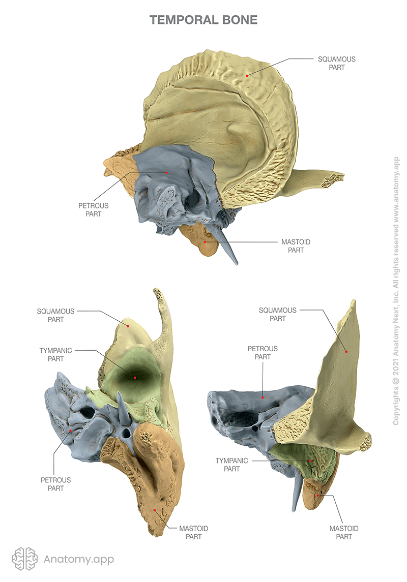 Parts of temporal bone, colored, three views