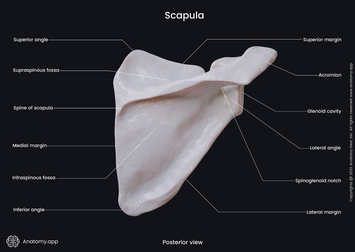 Scapula, Encyclopedia, , Learn anatomy