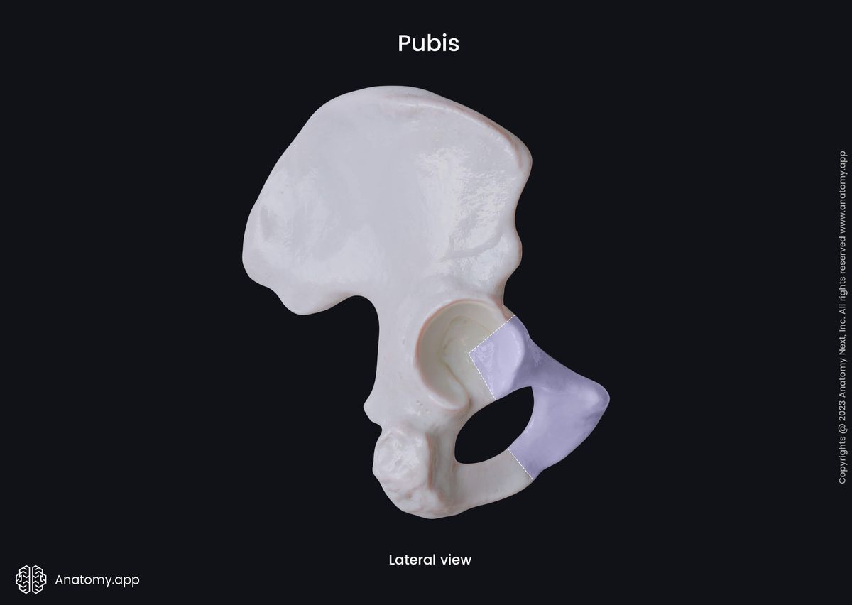Hip bone, Pubis, Pubic bone, Pelvic girdle, Lateral view