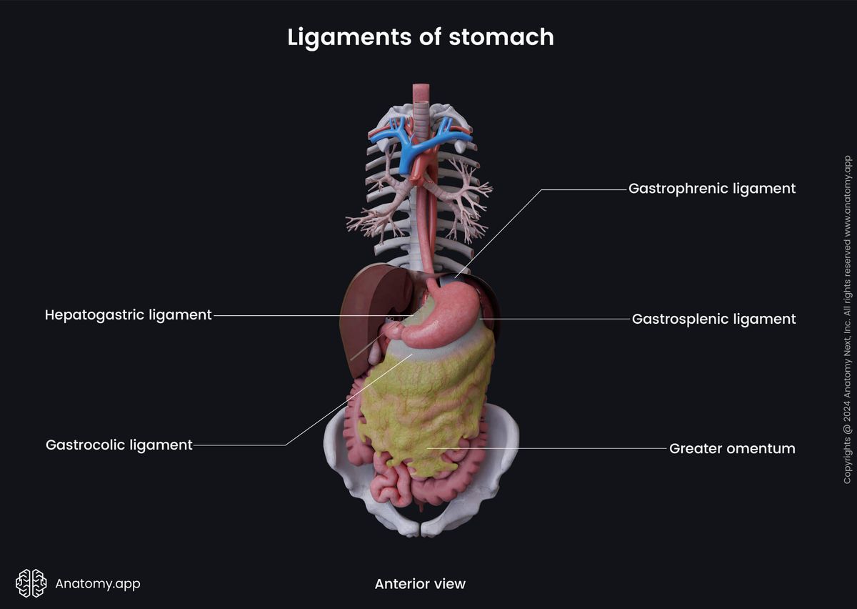 Abdomen, Digestive system, Digestive tract, Gastrointestinal system, Stomach, Ligaments, Lesser omentum, Greater omentum, Anterior view