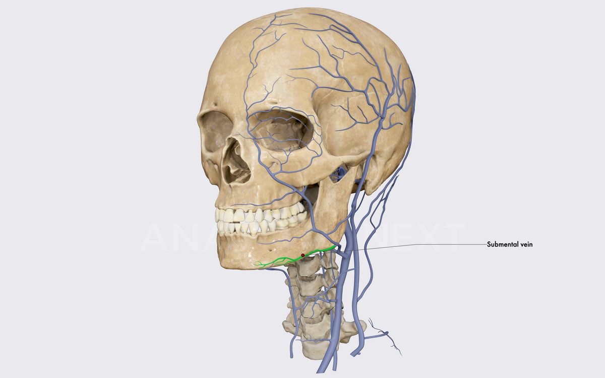 Submental vein (colored) on its course to join the facial vein