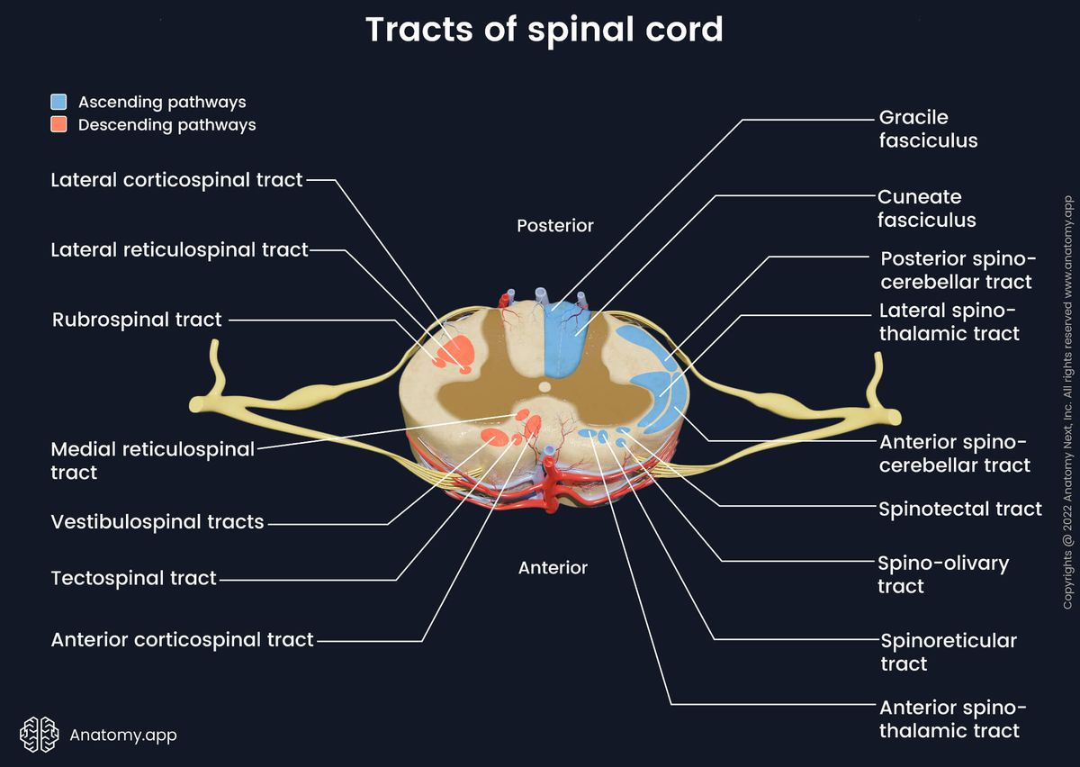 Spinal cord, Tracts of spinal cord, Pathways of spinal cord, Cross-section, Ascending tracts, Descending tracts