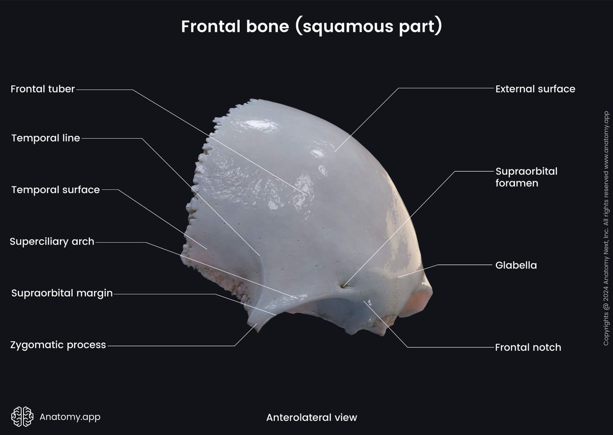 Head and neck, Skull, Cranium, Cranial bones, Neurocranium, Frontal bone, Landmarks, External surface, Squamous part, Anterior view