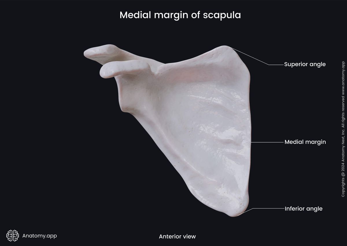 What is the anatomy of the scapula? - Quora