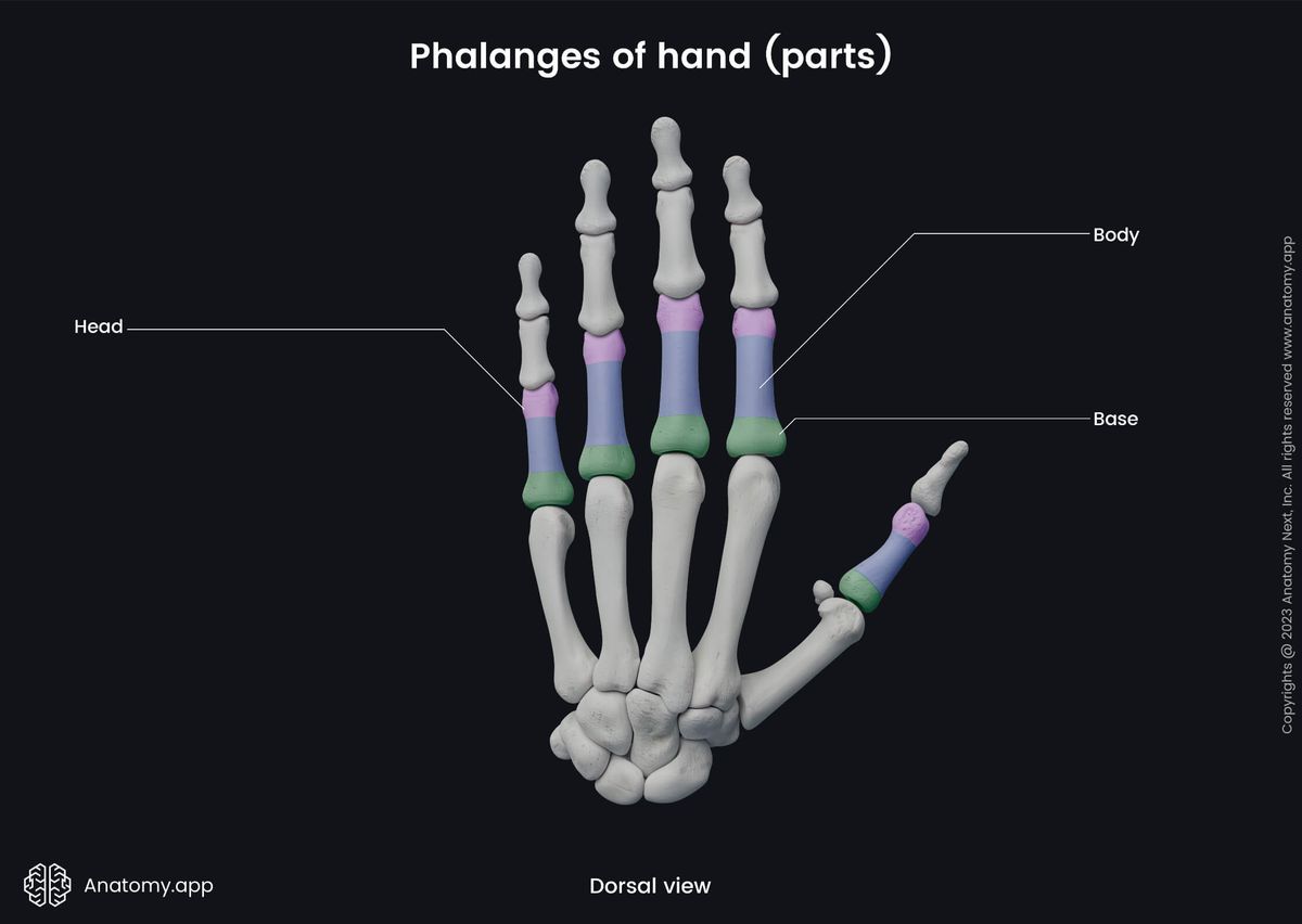 Upper limb, Bones of hand, Hand bones, Phalanges, Proximal phalanges, Intermediate phalanges, Distal phalanges, Parts, Heads, Bodies, Bases, Human hand, Human skeleton, Dorsal view
