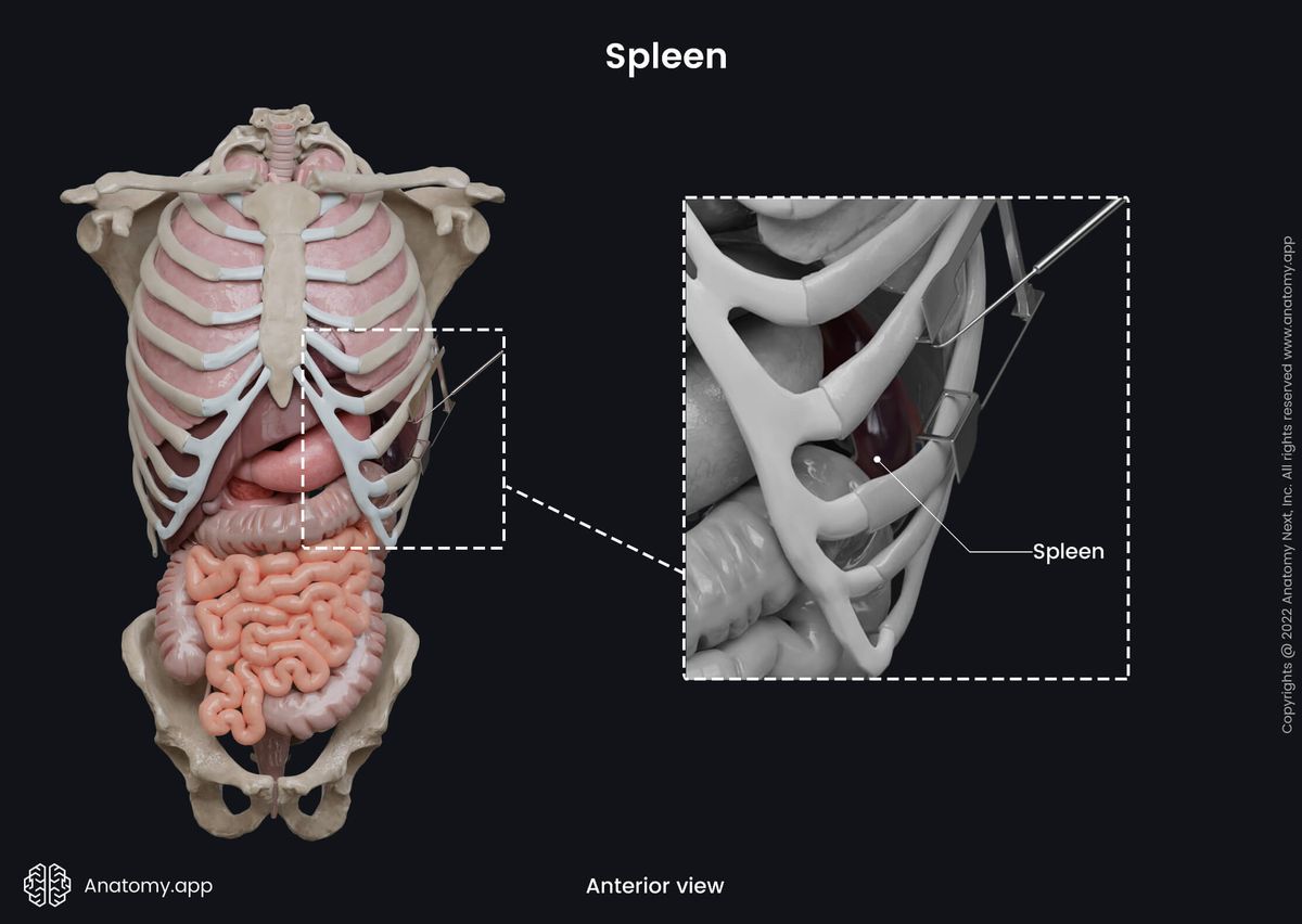 Spleen, Abdomen, Internal organs, Anterior view, Lymphatic system