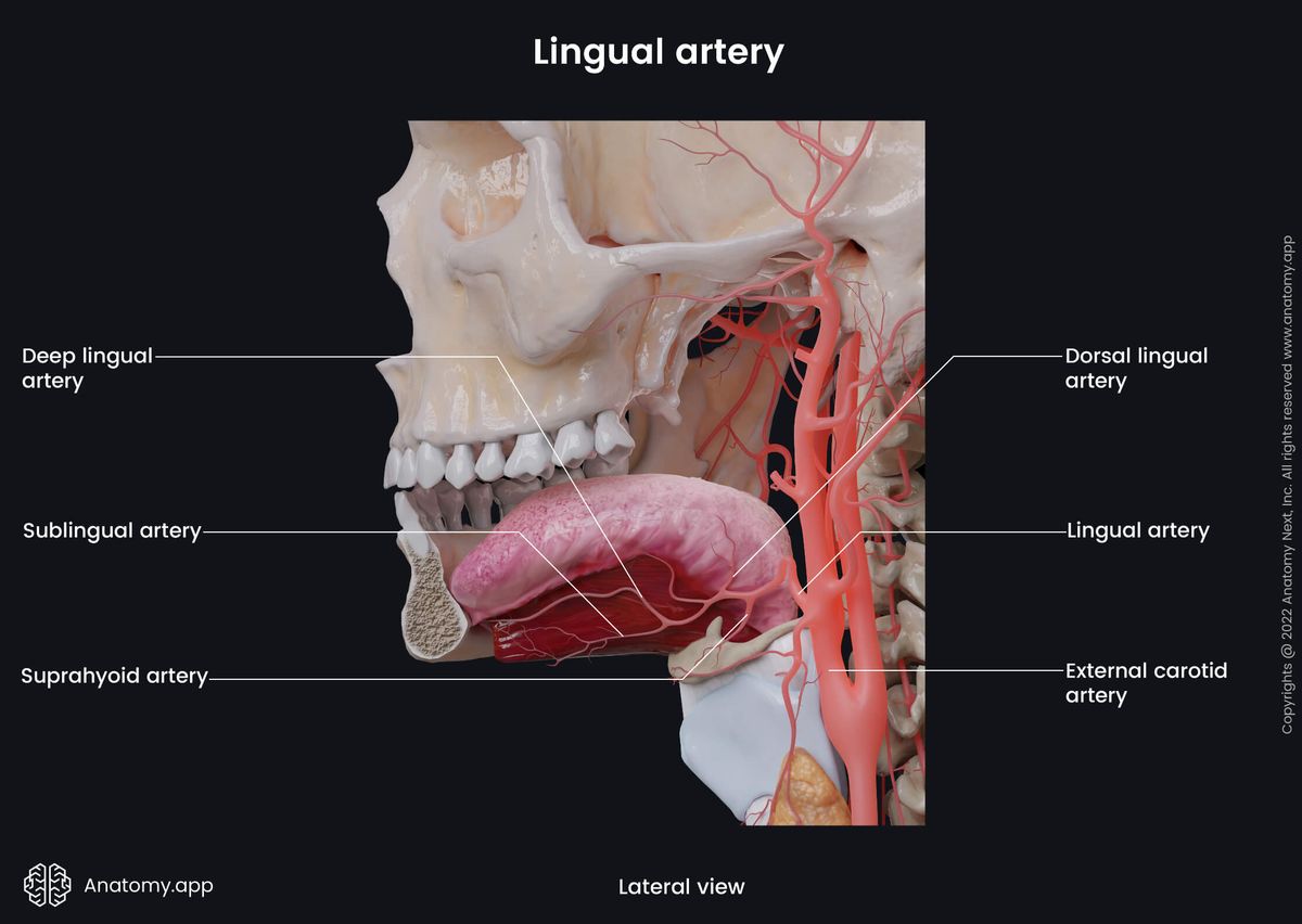 External carotid artery, Lingual artery and its branches, Tongue, Lateral view of human face, Deep lingual artery, Sublingual artery, Suprahyoid artery, Dorsal lingual artery
