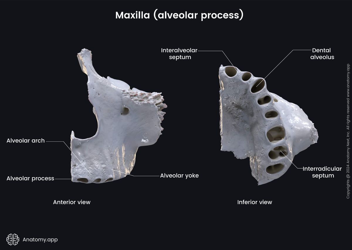 Head and neck, Skull, Viscerocranium, Facial skeleton, Maxilla, Upper jaw, Landmarks of maxilla, Processes of maxilla, Alveolar process, Landmarks of alveolar process, Inferior view, Anterior view