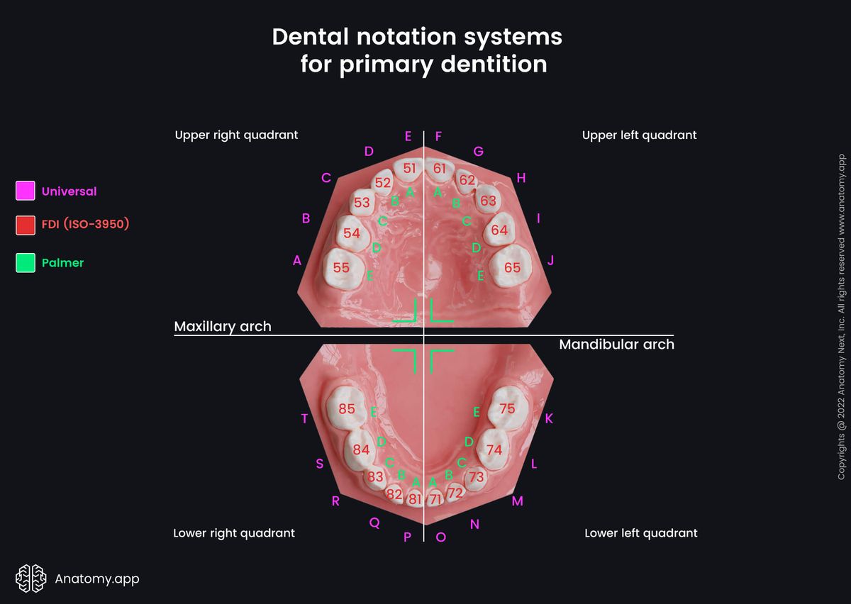 Dental notation systems, FDI system, ISO-3950 system, Palmer system, Universal system, Teeth, Palate, Teeth numbering, Maxillary arch, Mandibular arch, Primary teeth, Milk teeth, Deciduous teeth