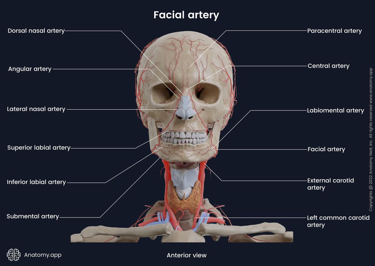 Facial artery, Branches, Head and Neck, Arteries of head and neck, Anterior view, Human head, Carotids, Carotid arteries, Skull