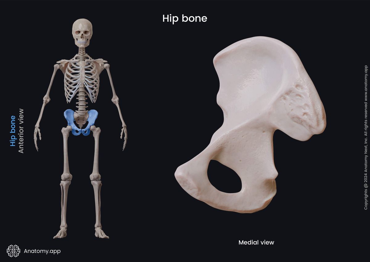 Hip bone, Ischium, Ilium, Pubis, Pelvis, Skeleton of lower limbs, Pelvic girdle, Human skeleton, Medial view, Human bones