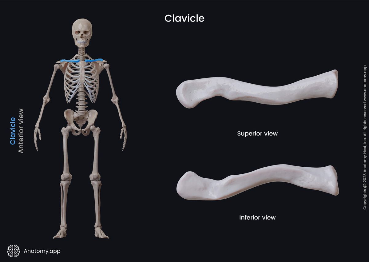 Human skeleton, Bones of the shoulder girdle, Bones of upper extremity, Skeleton of upper limb, Clavicle, Collarbone, Bones of shoulder girdle, Shoulder girdle