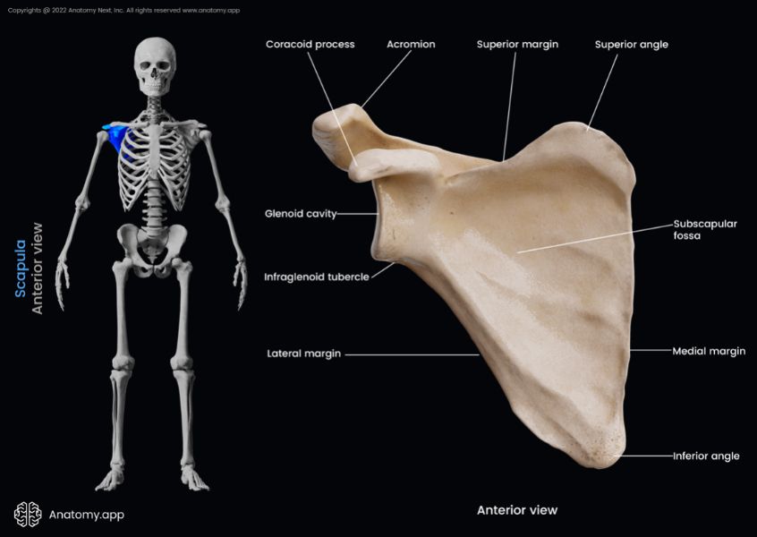 Scapula, Shoulder blade, Anterior surface of scapula, Costal surface of scapula, Landmarks of scapula, Skeleton of upper limb, Bones of shoulder girdle, Shoulder girdle