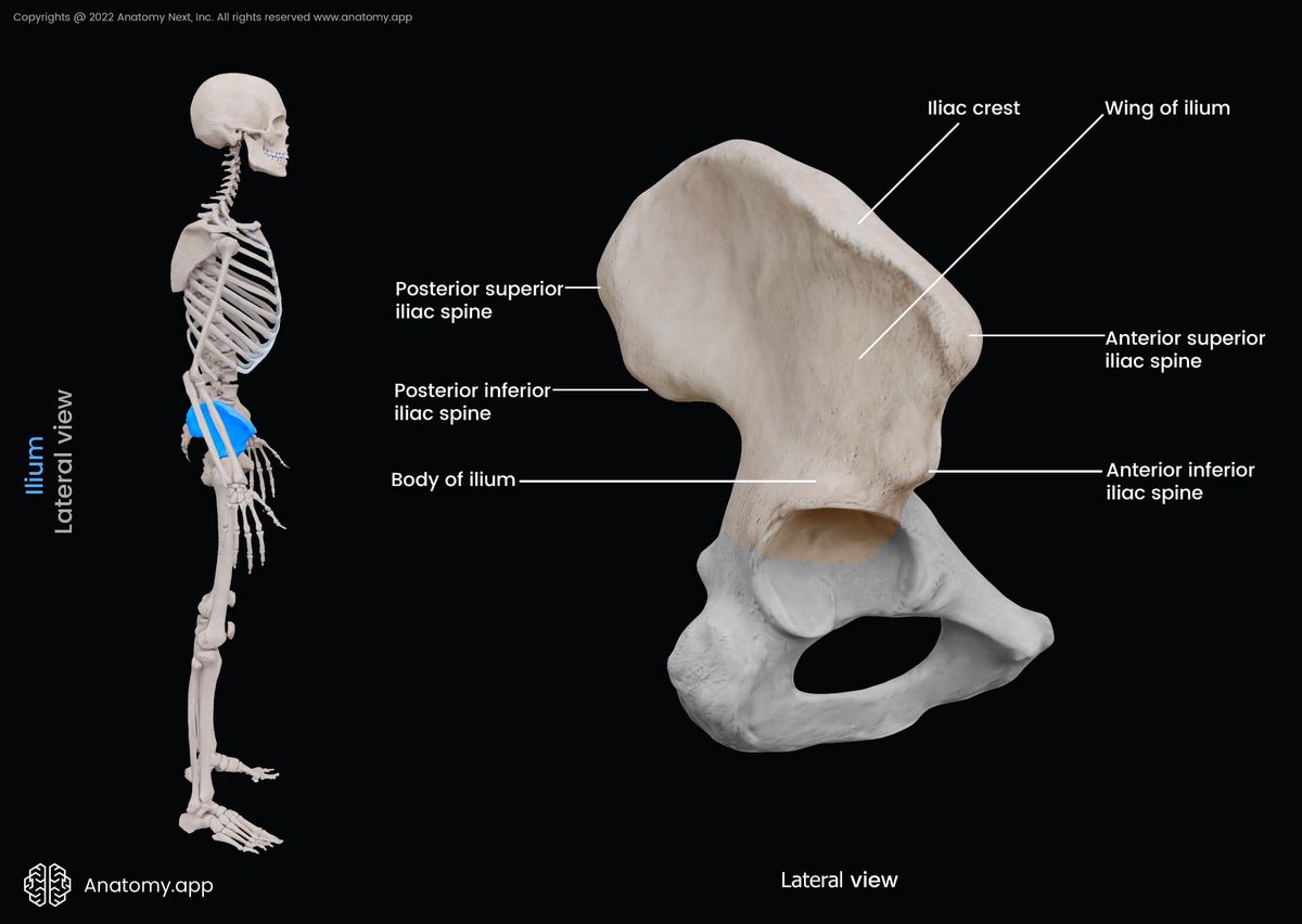 Ilium, Iliac bone, Hip bone, Pelvis, Pelvic girdle, Landmarks of ilium, Lateral view of ilium, Human skeleton