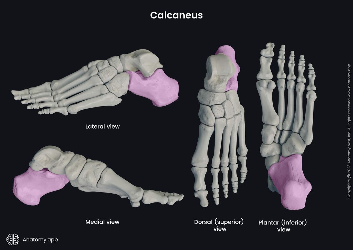 Tarsal bones, Encyclopedia, , Learn anatomy