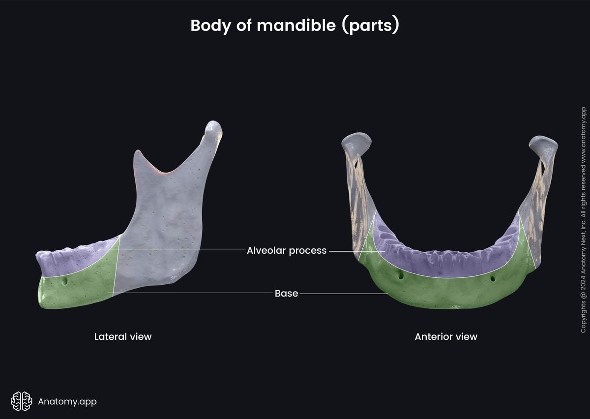 Head and neck, Skull, Viscerocranium, Facial skeleton, Mandible, Lower jaw, Parts of mandible, Body, Alveolar process, Base, Anterior view, Lateral view