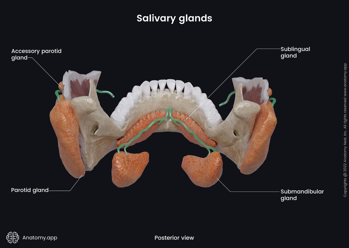 Major salivary glands, Parotid gland, Submandibular gland, Sublingual gland, Accessory parotid gland, Anterolateral view